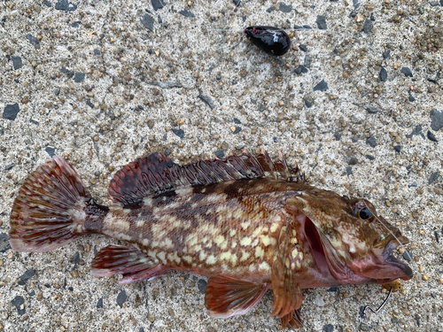 アラカブの釣果