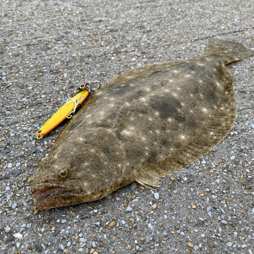 ヒラメの釣果