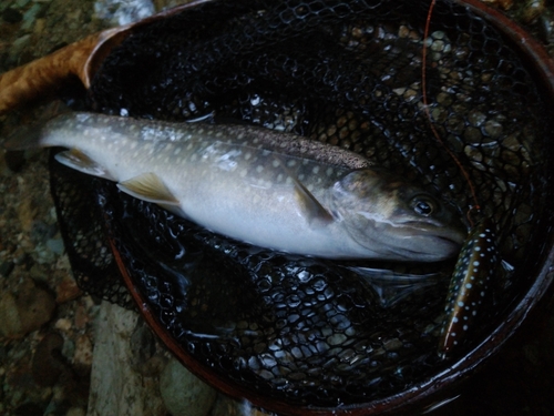 イワナの釣果