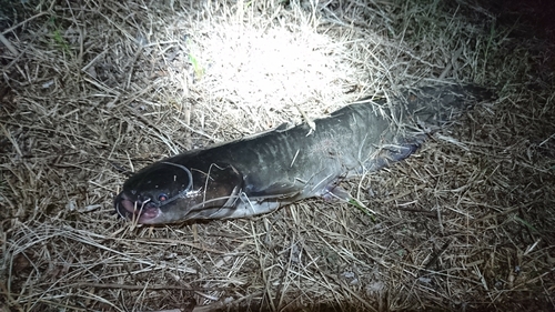 ナマズの釣果