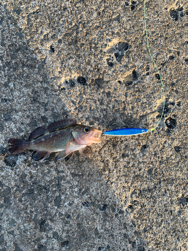 エゾメバルの釣果