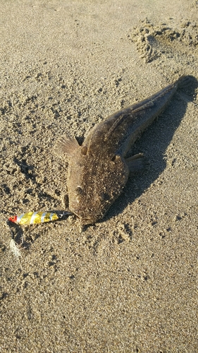 マゴチの釣果