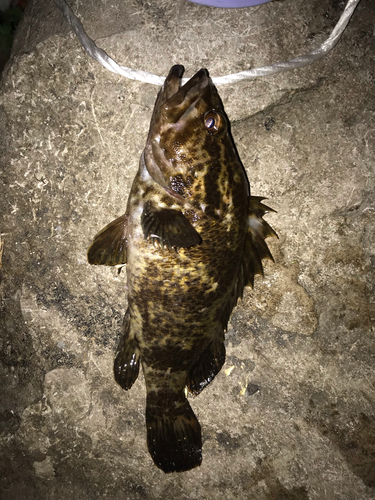 タケノコメバルの釣果