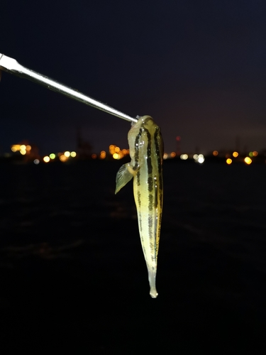 アカオビシマハゼの釣果