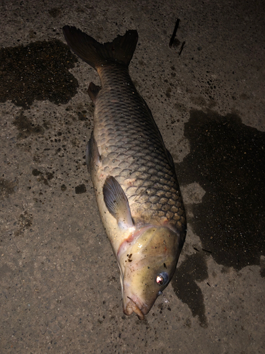 コイの釣果