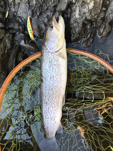 イトウの釣果