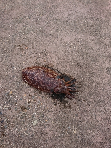 コウイカの釣果