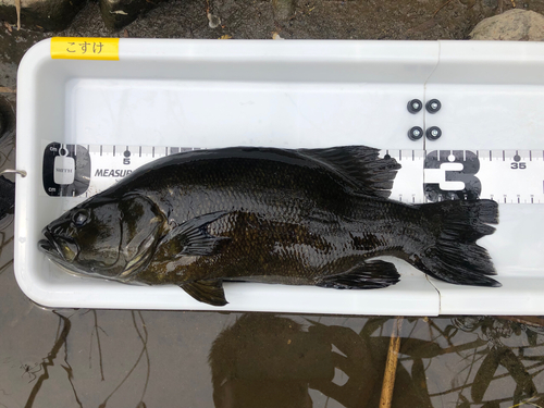 スモールマウスバスの釣果