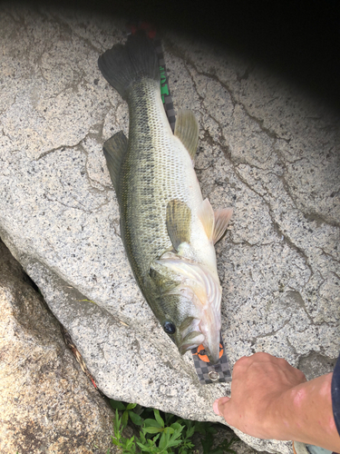 ラージマウスバスの釣果