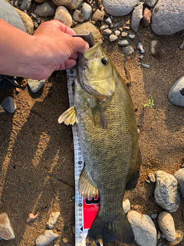 スモールマウスバスの釣果