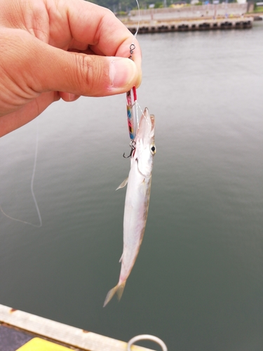 カマスの釣果