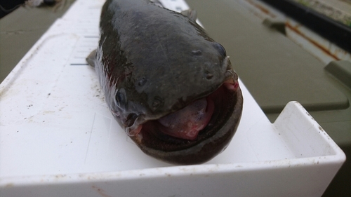 ナマズの釣果