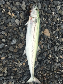 サワラの釣果