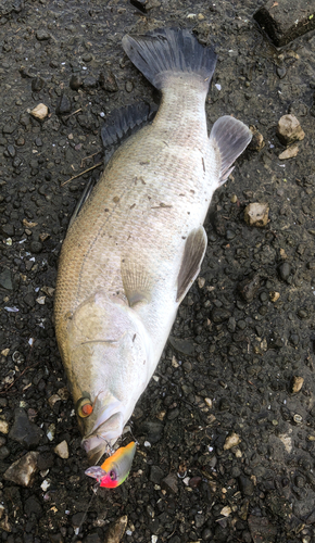 アカメの釣果