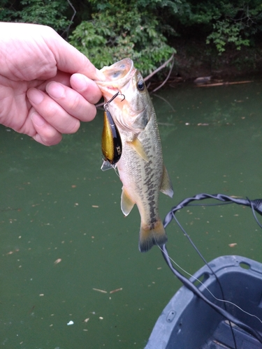 ラージマウスバスの釣果