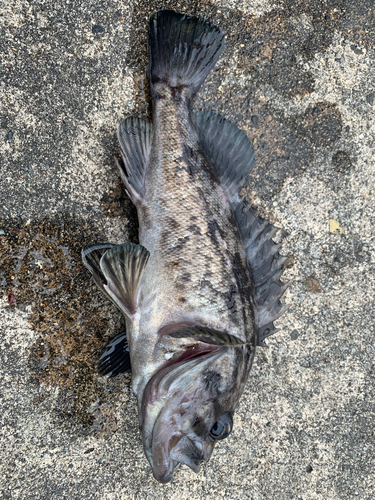 クロソイの釣果