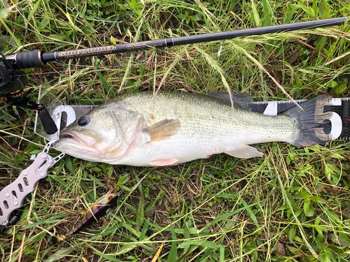 ラージマウスバスの釣果