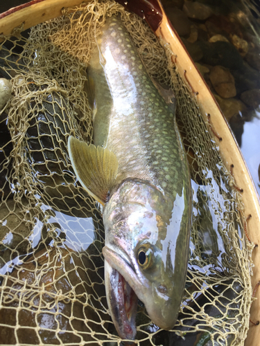 イワナの釣果