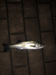 セイゴ（マルスズキ）の釣果