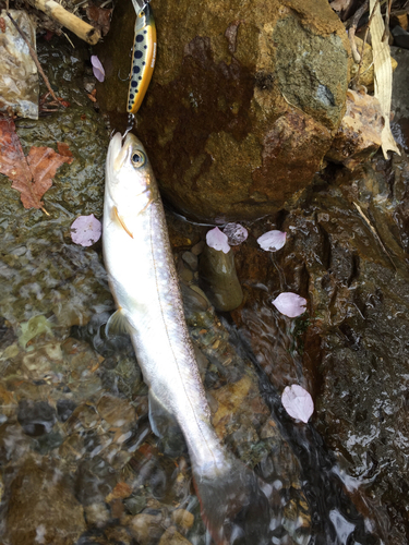 イワナの釣果