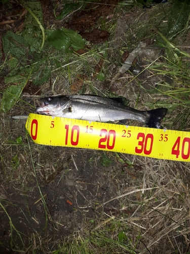 フッコ（マルスズキ）の釣果