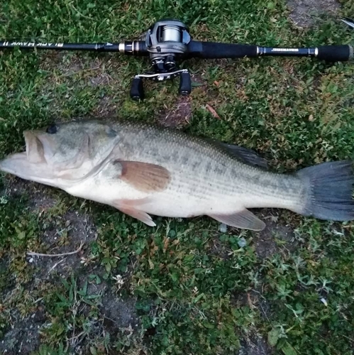 ブラックバスの釣果