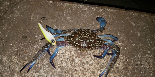 ワタリガニの釣果