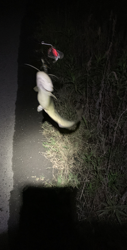 ナマズの釣果