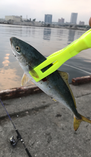 ツバスの釣果