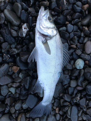 スズキの釣果