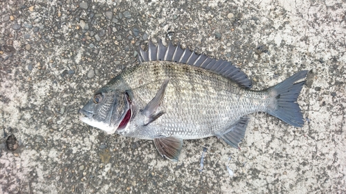 クロダイの釣果