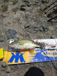 ブラックバスの釣果