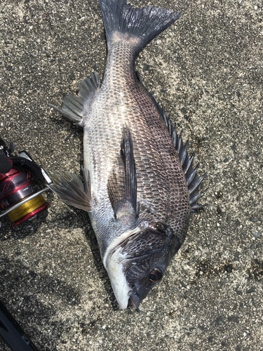 チヌの釣果