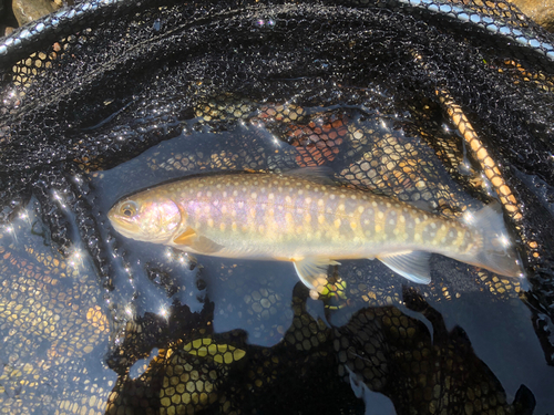 イワナの釣果