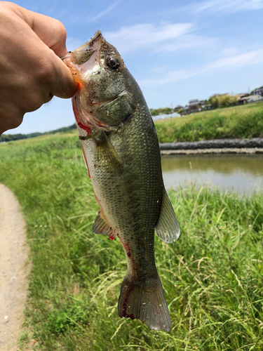 ラージマウスバスの釣果