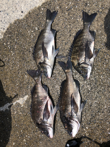 チヌの釣果