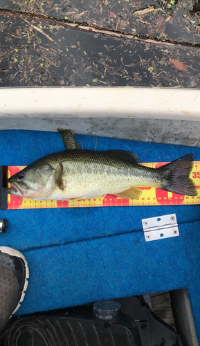 ブラックバスの釣果