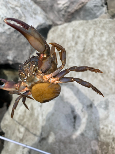 ワタリガニの釣果