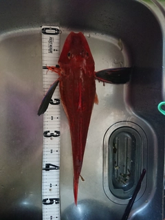 ホウボウの釣果