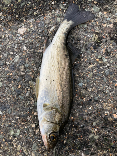 セイゴ（マルスズキ）の釣果