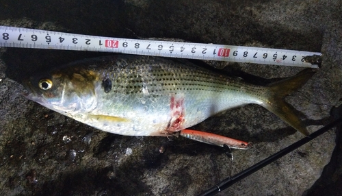 コノシロの釣果