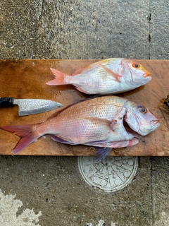 マダイの釣果