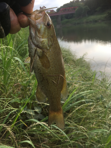 スモールマウスバスの釣果