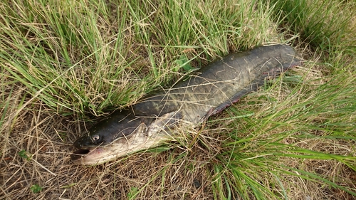 ナマズの釣果