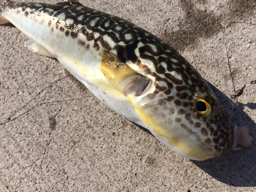 マフグの釣果