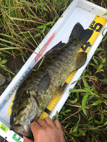 スモールマウスバスの釣果