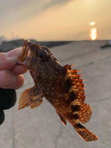 カサゴの釣果