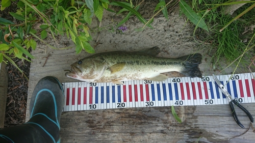 ブラックバスの釣果