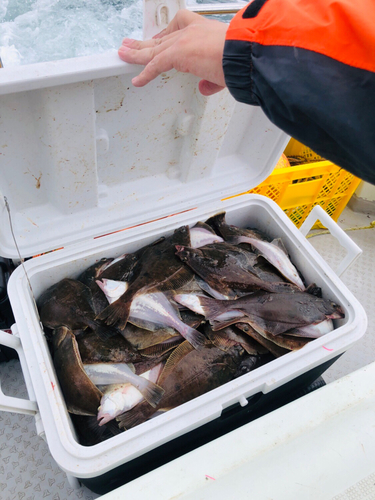 カレイの釣果