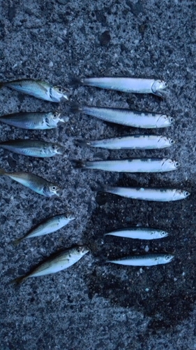 アジの釣果